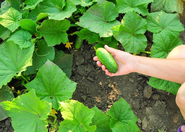 a woman picks young cucumbers at a vegetable farm cultivation of cucumbers concept