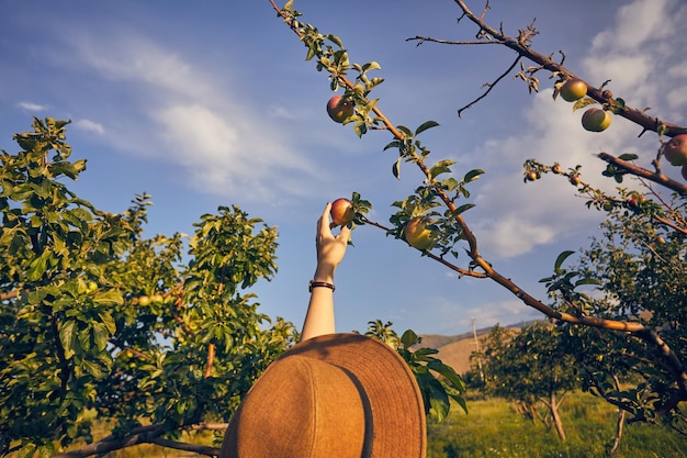 Woman piking apple in the garden