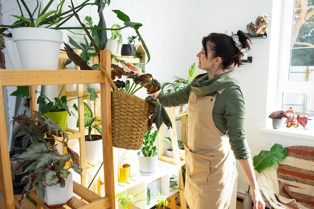 Woman plant breeder examines and admires home plants in a pot from her collection at home on the shelves Search for pests care watering fertilizers Home crop production