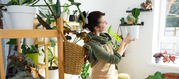 Woman plant breeder examines and admires home plants in a pot from her collection at home on the shelves Search for pests care watering fertilizers Home crop production