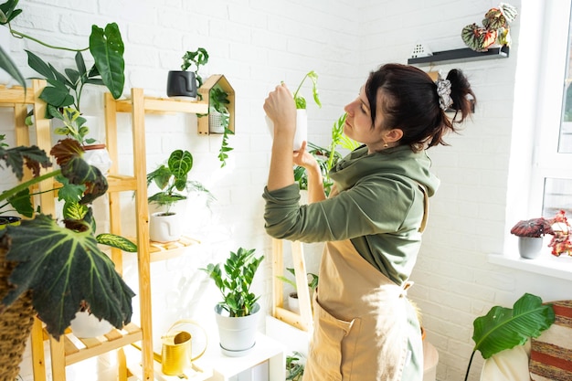 Woman plant breeder examines and admires home plants in a pot from her collection at home on the shelves Search for pests care watering fertilizers Home crop production