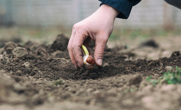 Woman planting flower bulbs in the garden in the spring