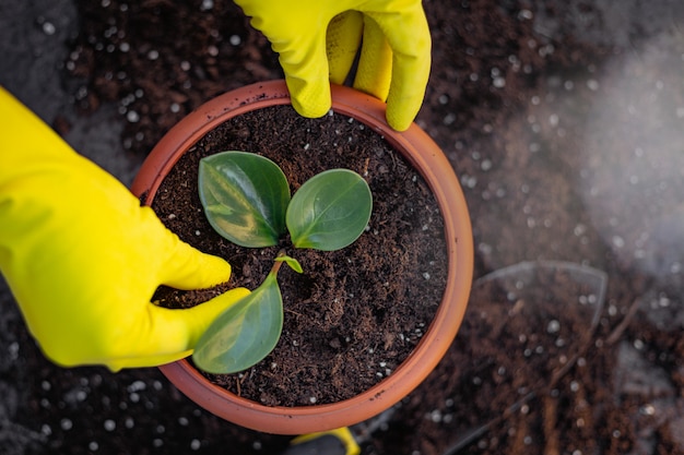 Woman planting a green flower. Care for garden and nature concept. Female potting a flower closeup. Organic garden concept.