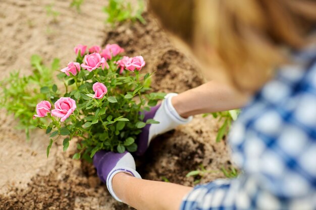 Photo woman planting rose flowers at summer garden