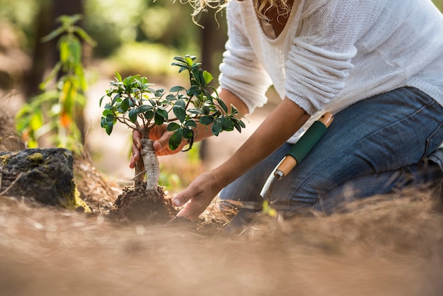 Woman planting small seedling plant in soil while kneeling on ground in garden at springtime. Hands of woman planting sapling of tree