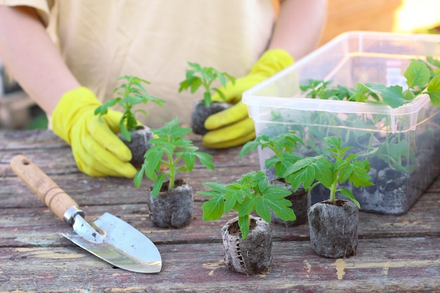 Woman planting the tomato seedlings at peat tablets