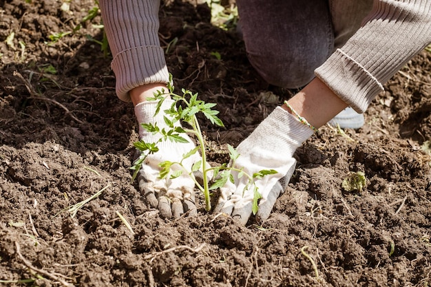 A woman plants tomato seedlings in the ground Growing vegetables in the garden Hobbies and recreation