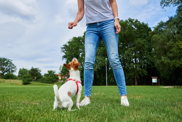 Woman playing with dog at green field