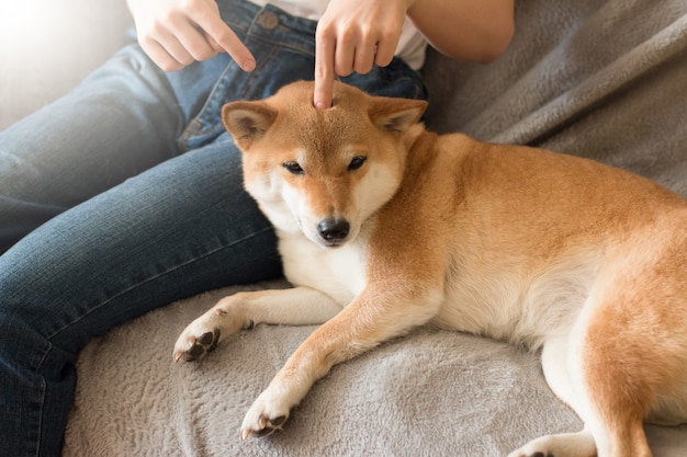 Woman playing with her cute red Shiba inu dog on gray sofa at home Closeup