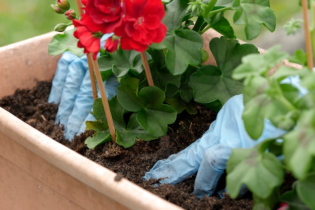 Woman potting geranium flowers