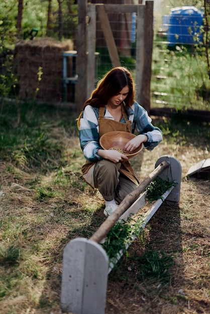 A woman pours organic feed into a chicken feeder at a farm in a plaid shirt pants and apron on a sunny summer evening sunset