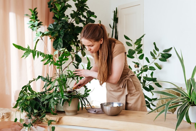 Woman pours the soil into pot whith house plant close up