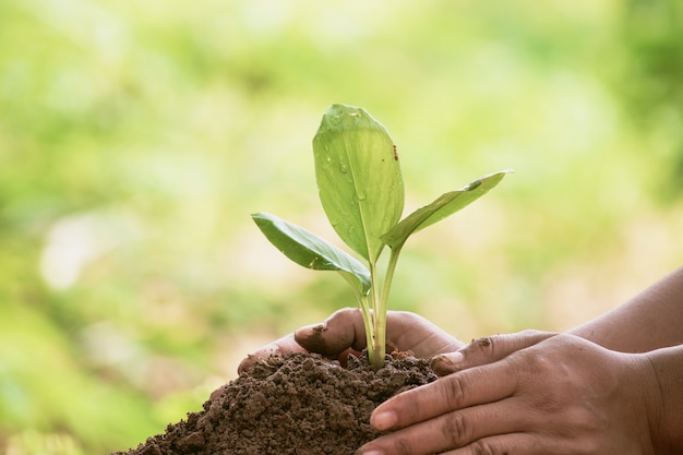 Woman protecting young green seedling in soil against blurred background