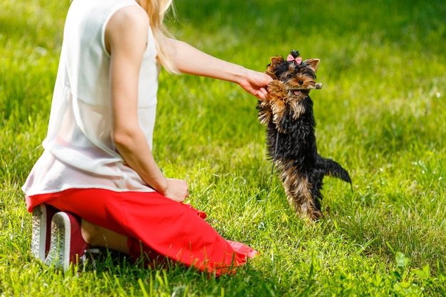 Woman pulling stick from dog