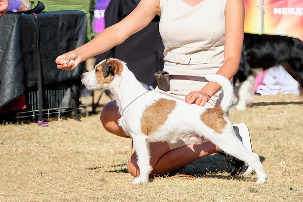 A woman puts a Jack Russell terrier in a rack with treats food at a dog show