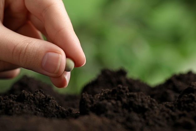 Woman putting pea into fertile soil against blurred background closeup with space for text Vegetable seed planting