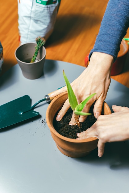 woman putting a plant in a pot home