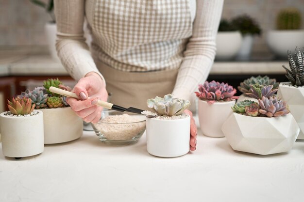 Woman putting soil into ceramic pot for echeveria succulent rooted cutting transplantation