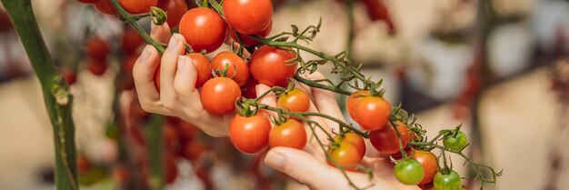 Woman and red cherry tomatoes on the bushes banner long format