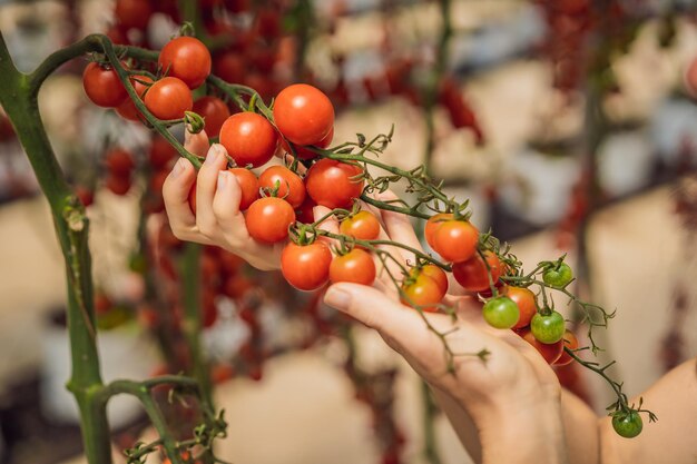 Woman and red cherry tomatoes on the bushes