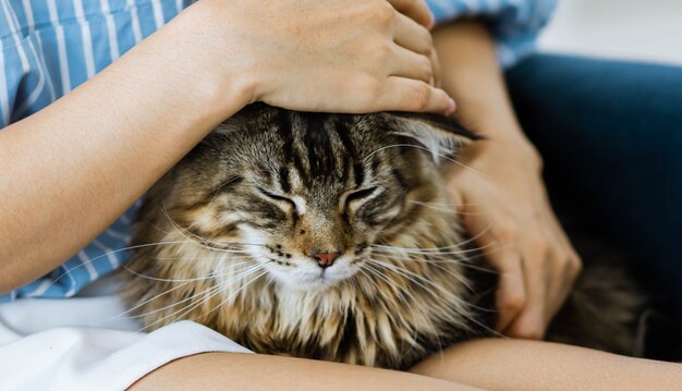 Woman relaxing on the sofa at home and cuddling her beautiful long hair Maine Coon cat