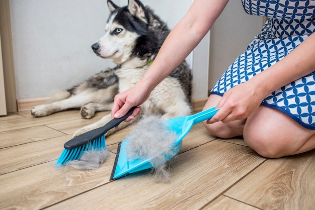 A woman removes dog hair after molting a dog with a dustpan and broom at home