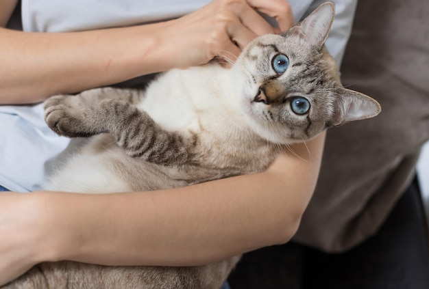 Woman resting with adorable tabby cat at home