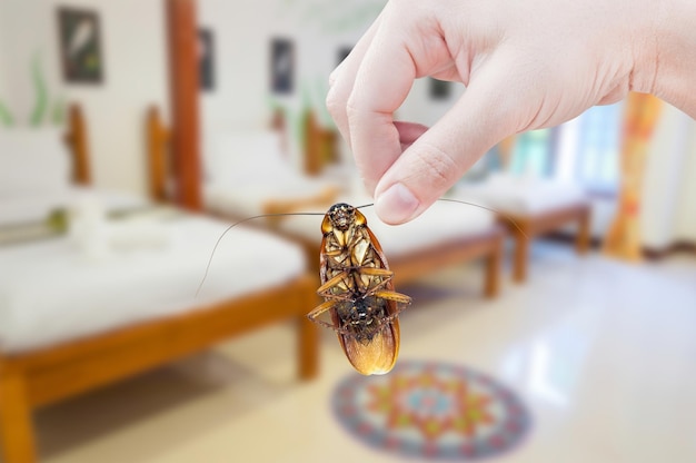 Woman's Hand holding cockroach on bedroom background eliminate cockroach in bedroom