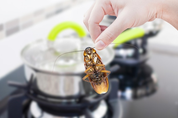 Woman's Hand holding cockroach on kitchen background eliminate cockroach in kitchen