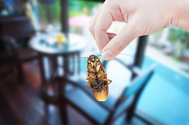 Woman's Hand holding cockroach on room in house background eliminate cockroach in room house