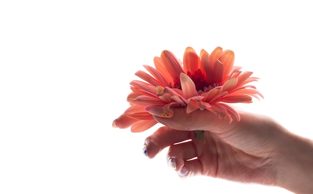 Woman's hand holding a flower isolated