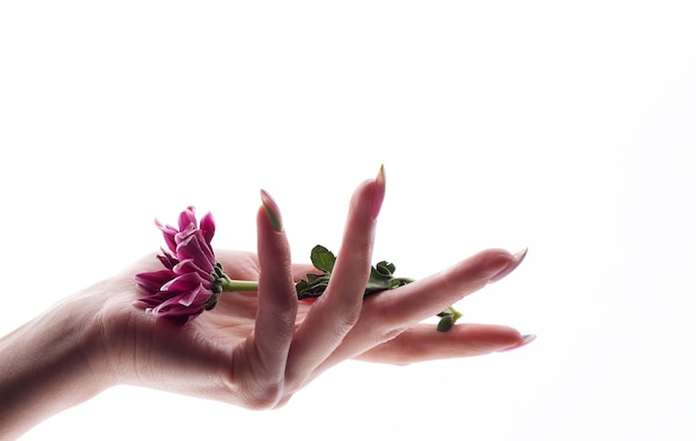 Woman's hand holding a flower isolated