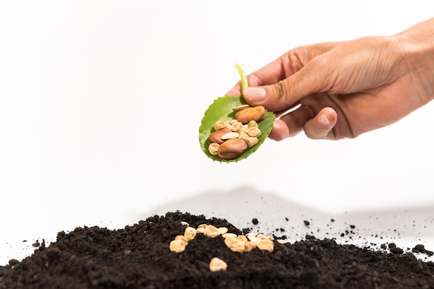 Woman's hand holding green leaf with seeds for planting vegetable garden concept