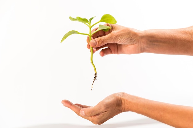 Woman's hand holding planet with rooted plant for in vegetable garden earth day concept