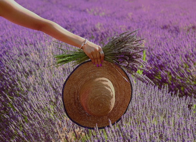 Woman's hand holding straw hat and a bunch of lavender flowers at laven field in provence southen of France