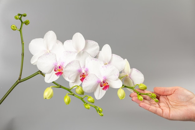 Woman's hand holds branch of phalaenopsis orchid flowers on grey background