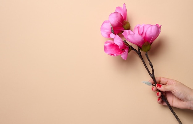 A woman's hand holds a magnolia branch with pink flowers on a beige background