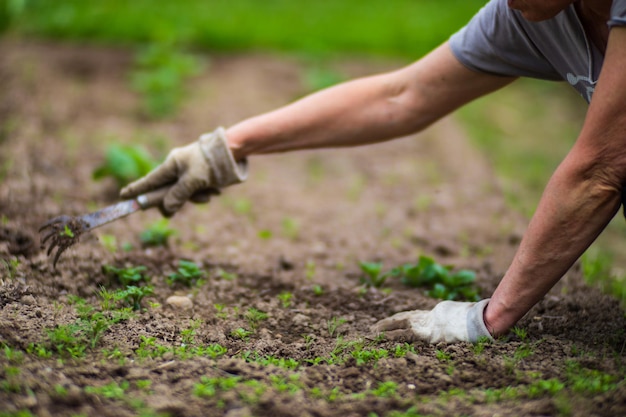 A woman's hand is pinching the grass Weed and pest control in the garden Cultivated land close up Agriculture plant growing in bed row