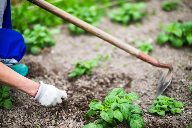 A woman's hand is pinching the grass Weed and pest control in the garden Cultivated land close up Agriculture plant growing in bed row