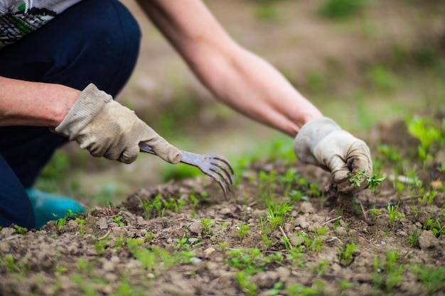 A woman's hand is pinching the grass Weed and pest control in the garden Cultivated land close up Agriculture plant growing in bed row