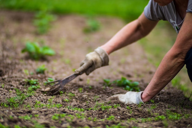 A woman's hand is pinching the grass Weed and pest control in the garden Cultivated land close up Agriculture plant growing in bed row