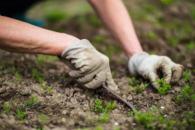 A woman's hand is pinching the grass Weed and pest control in the garden Cultivated land close up Agriculture plant growing in bed row