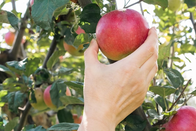 Woman's hand picking a red ripe apple from the tree