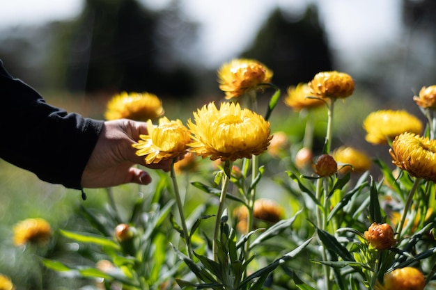 woman's hand picking yellow flowers in the garden