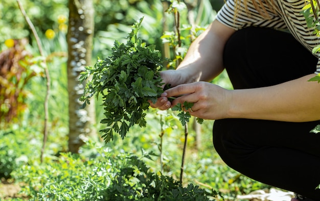 A woman's hand picks parsley leaves in the garden.