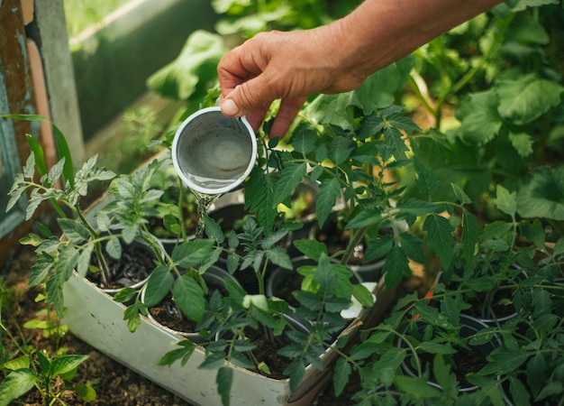 A woman's hand pours water on the seedlings in pots. Tomato sprouts in the greenhouse. Gardening and gardening in the spring season.