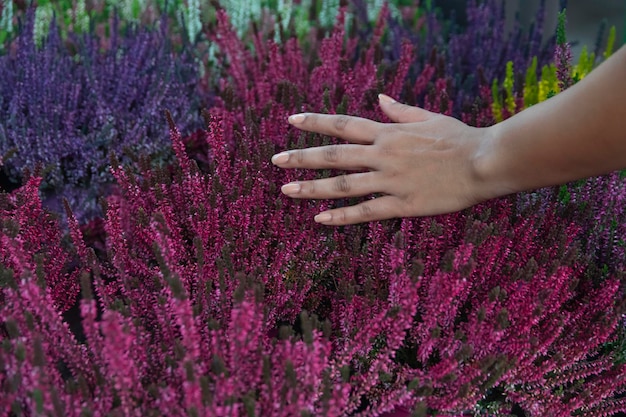 A woman's hand reaches for a flower bed.