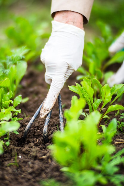 A woman's hand removes weeds Weed and pest control in the garden Cultivated land closeup Agricultural plant growing in the garden