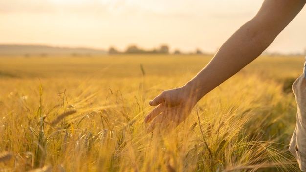 Woman's hand slide threw ears of wheat in sunset light