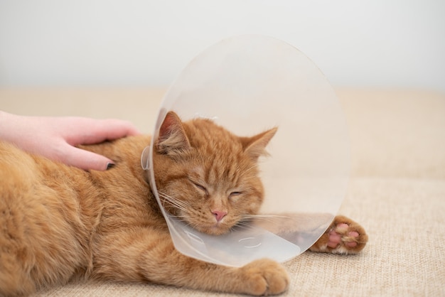 Woman's hand stroking a sick ginger cat in a vet collar. Ginger cat with Vet Elizabethan collar sleeping on the couch in the room. Close up.